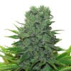 420 Carat Feminized Marijuana Seeds