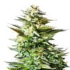 Amnesia Trance Autoflowering Cannabis Seeds