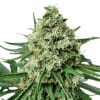 AMS Supreme Feminized Cannabis Seeds