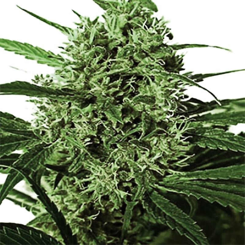 AMS XTRM Feminized Cannabis Seeds