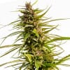 Aussie Blues Feminized Marijuana Seeds