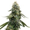 Blue Cheese weed seeds