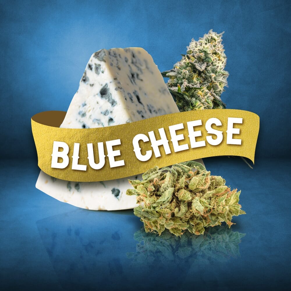 Blue Cheese Feminized Weed Seeds