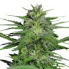 CHRONIC Autoflowering Cannabis Seeds