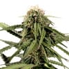 HAZE Autoflowering Cannabis Seeds