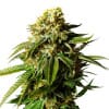 Krank Feminized Marijuana Seeds