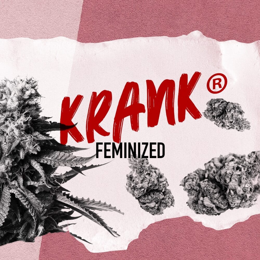 Krank Feminized Weed Seeds