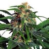 Light Of Jah Regular Cannabis Seeds