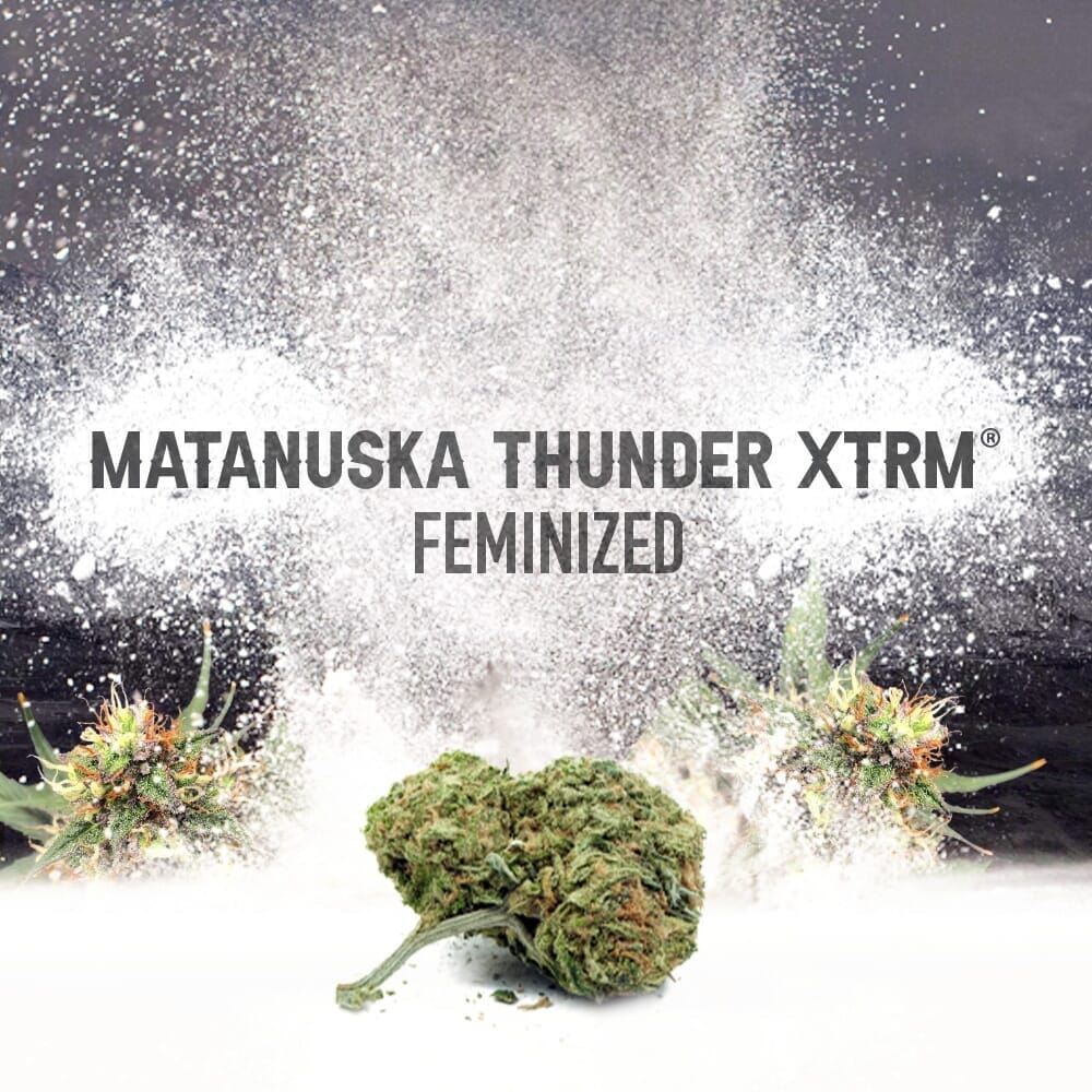Matanuska Thunder XTRM Feminized Weed Seeds