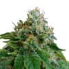 Medijuana Regular Cannabis Seeds