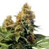 NORTHERN LIGHTS XTRM Feminized Cannabis Seeds