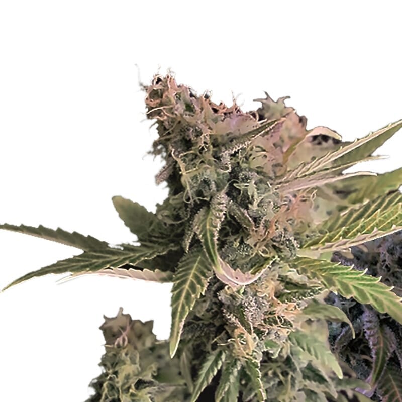 Northern Lights XTRM Cannabis Seeds