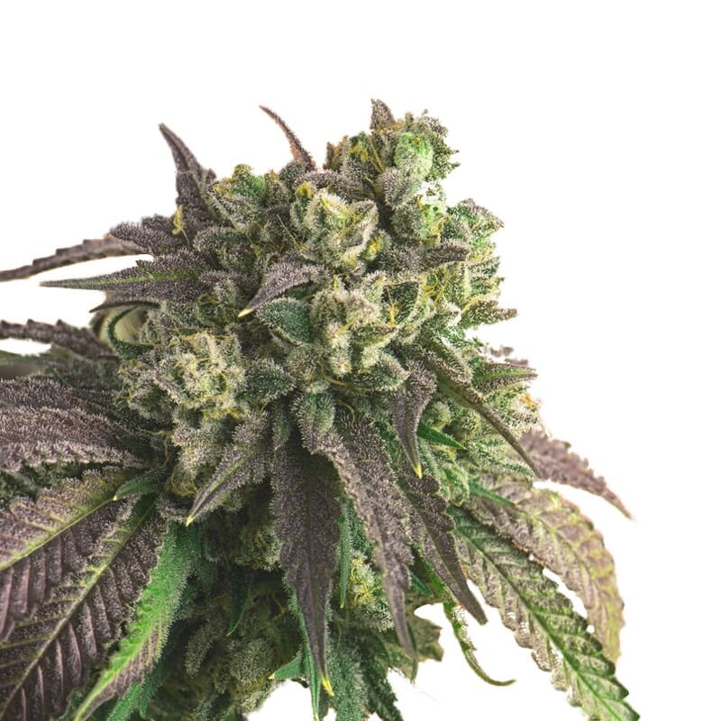 O.G Kush XTRM Feminized Cannabis Seeds