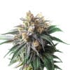 Slurricane Feminized Cannabis Seeds