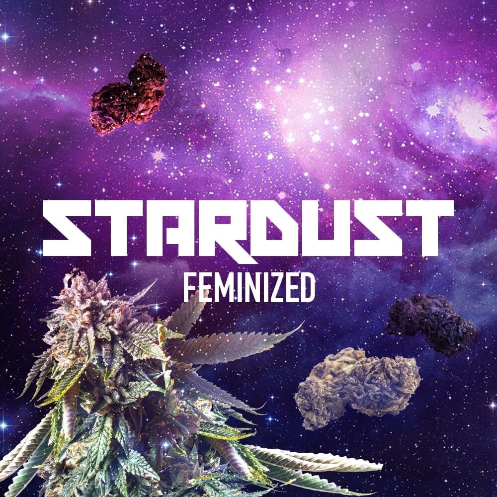 Stardust Feminized Seeds