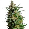 Super Skunk marijuana seeds