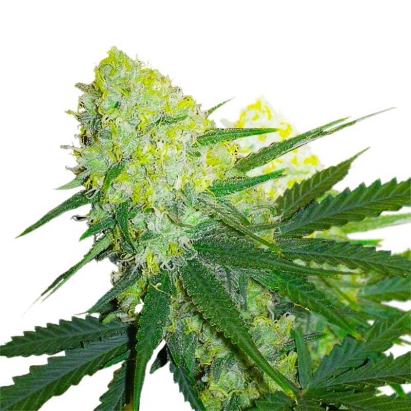 Amnesia Trance Autoflowering Marijuana Seeds