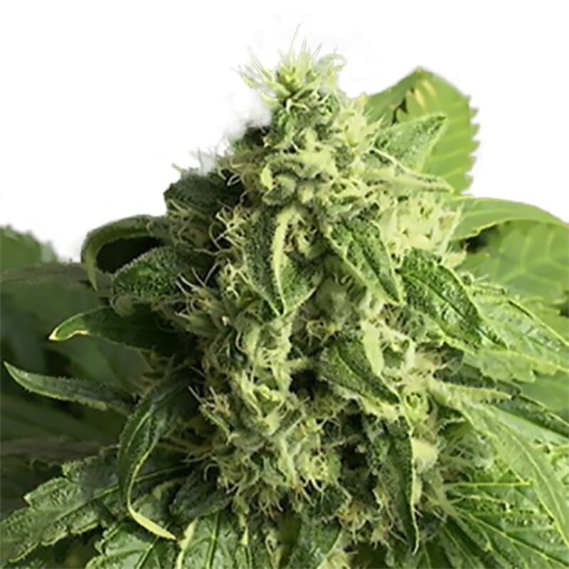 Big Bud Regular Cannabis Seeds