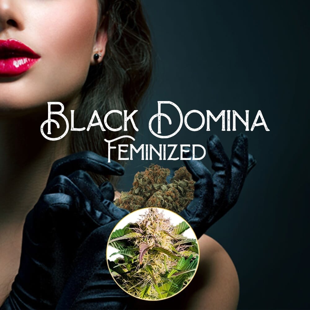 Black Domina Feminized Weed Seeds
