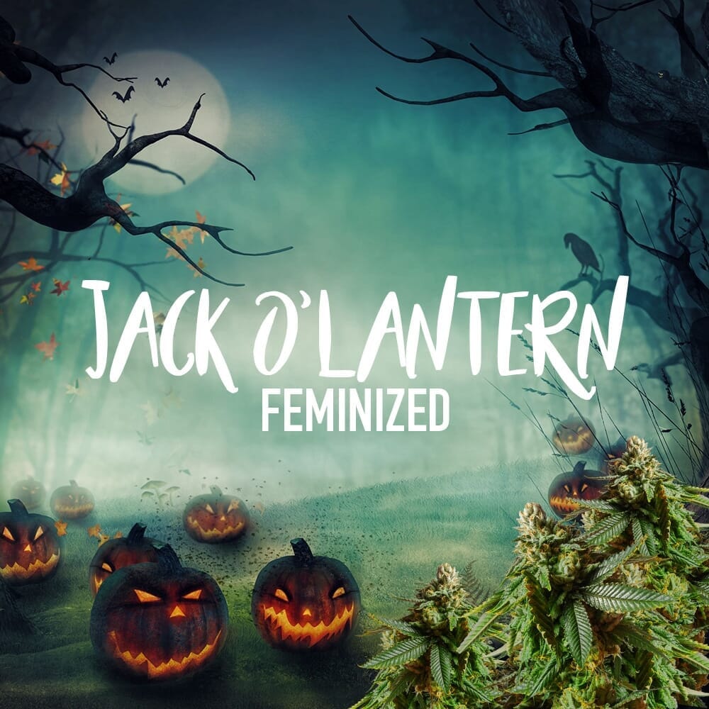 Jack O' Lanturn Feminized Seeds