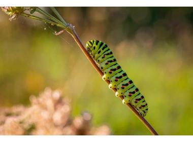 Get rid of caterpillars on weed plants: 4 ways to prevent it & keep them off! | AMS