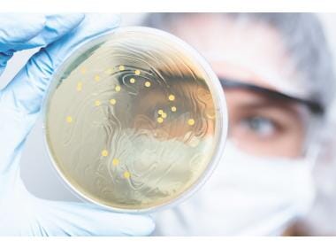 How Lactic Acid Bacteria Improves Potency