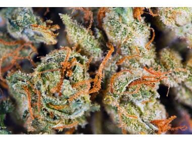 How To Assess the Quality of a Marijuana Bud