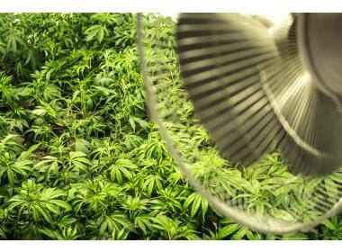 Guide To Air Circulation Of Indoor Cannabis Grow Rooms