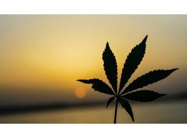 Indica, Sativa and Hybrid Cannabis Strains