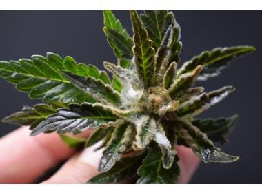 Mold on your bud: how to remove (black) mold from weed? | AMS
