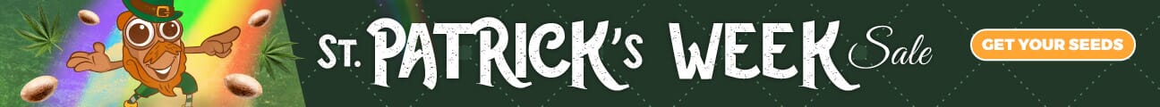 Promo Marijuana Seeds Sale