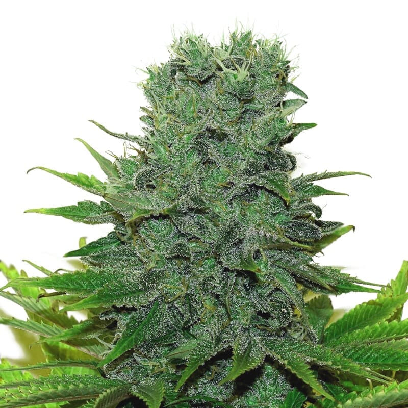 420 Carat feminized marijuana seeds AMS