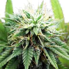 AK 47 XTRM ® Feminized Marijuana Seeds