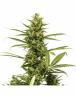 Amnesia Trance Autoflowering Cannabis Seeds