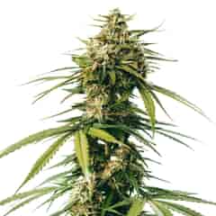 Amnesia Trance Feminized Marijuana Seeds