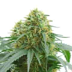 AMS Supreme autoflowering marijuana seeds