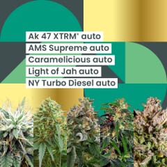 AMS Autoflowering 25th Anniversary Combo