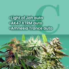 AMS Most Wanted Autoflowering Combo Pack