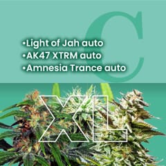 AMS Most Wanted Autoflowering Combo Pack XL