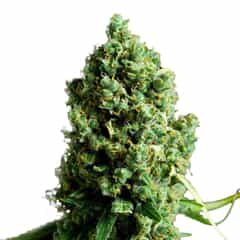 BIG BUD Autoflowering Marijuana Seeds