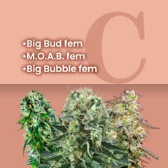 Big Buds Feminized Combo Pack