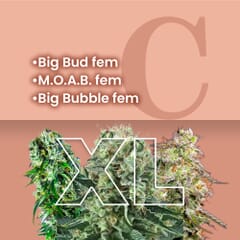 Big Buds Feminized Combo Pack XL