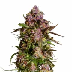 BLUEBERRY 420 Autoflowering Cannabis Seeds
