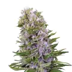 Blueberry 420 Regular Marijuana Seeds