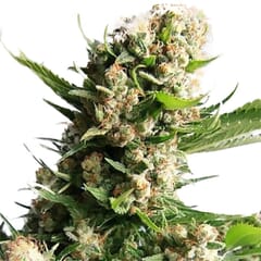 BONFIRE FEMINIZED Marijuana Seeds
