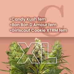 Candy Shop Feminized Combo Pack XL