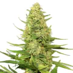 CAPPUCCINO 420 FEMINIZED Cannabis Seeds