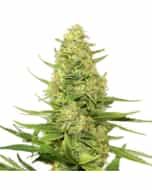 CAPPUCCINO 420 FEMINIZED Cannabis Seeds
