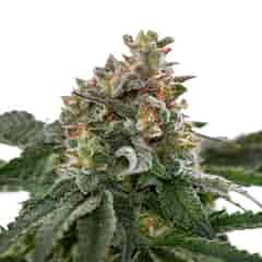 CARAMELICIOUS Marijuana Seeds
