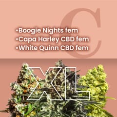 CBD Feminized Combo Pack